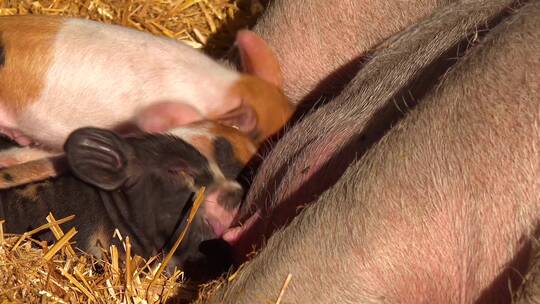 小猪在农场吃奶