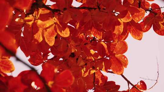 深秋金秋彩色的树叶视频素材模板下载