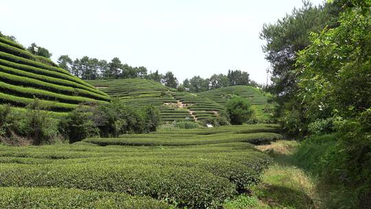 武夷山 武夷山茶 茶园 茶基地视频素材模板下载