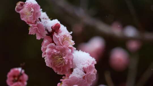 5K-雪中寒梅，寒梅怒放，红梅，腊梅盛开