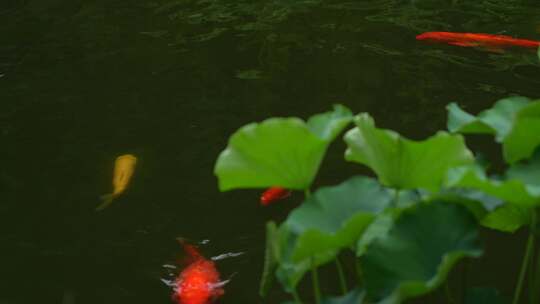 雨中畅游的锦鲤实拍视频素材模板下载
