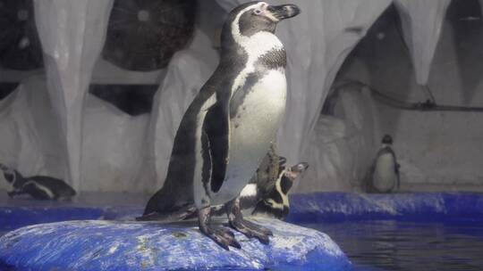 水族馆里的帝王企鹅南极