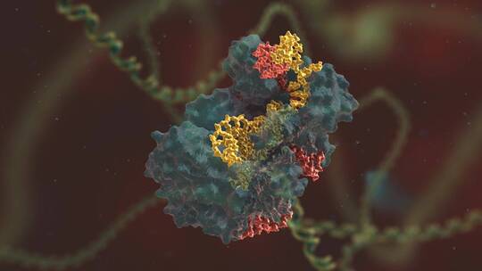 生物科学 基因编辑 DNA 基因工程 医学动画