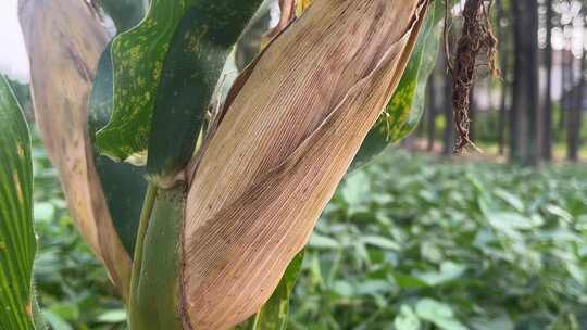 玉米地成熟的玉米特写农业