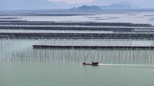 海洋养殖海带紫菜养殖航拍福建霞浦