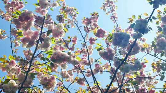 春天阳光下的樱花花朵花瓣