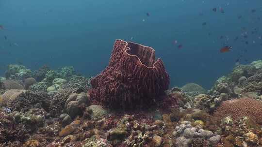 海洋，水下，海洋生物，巨型桶海绵