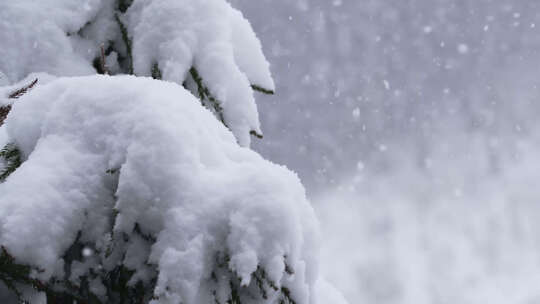 大雪纷飞鹅毛般的大雪