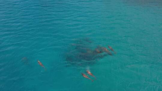 航拍大海里游泳的海豚群
