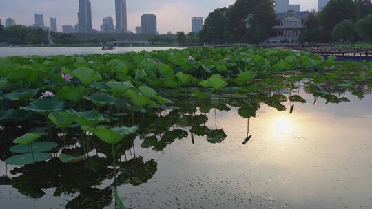 夏日阳光下的南京玄武湖荷花