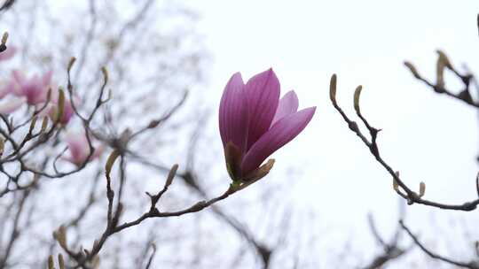 春天的各种花视频素材模板下载