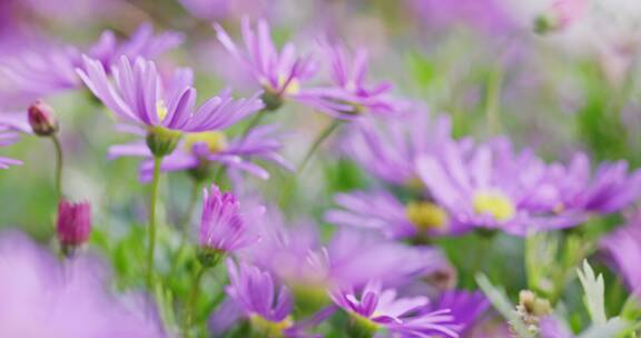 【8K】花和蜜蜂