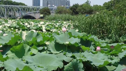 荷花荷叶农业种植莲藕实拍