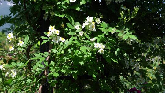 月季花玫瑰花花园公园植物园