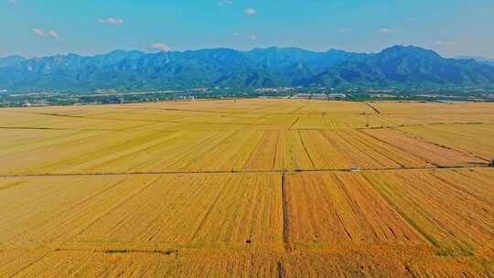 关中平原金色麦田 小麦