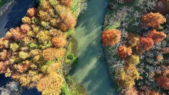 秋天生态湿地  红杉树林  落羽杉林