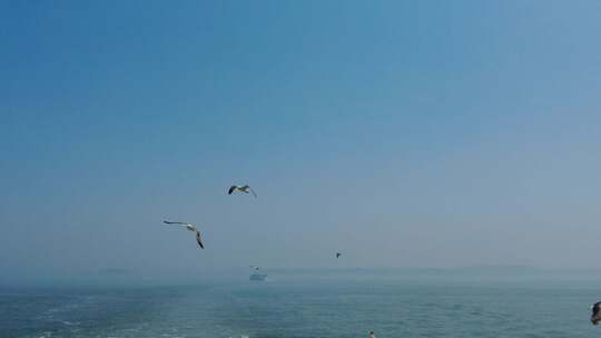 蓝色海洋大海海鸥船只实拍