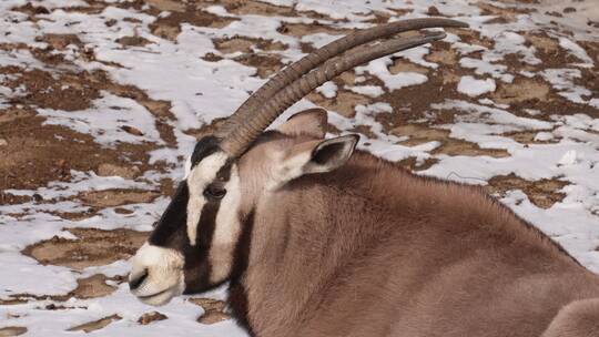 瞪羚藏羚羊动物园野生动物保护动物