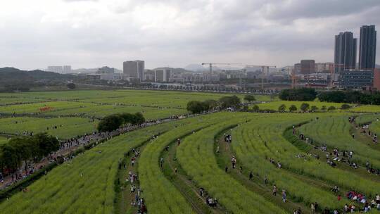 油菜花地高铁航拍