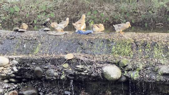 生态养殖鸭在田野中溪流中觅食绿色自然放养
