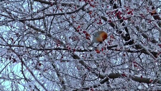 小鸟在树枝上啄食小果子