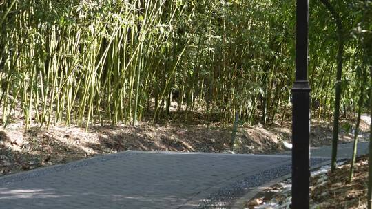 【镜头合集】北京紫竹院公园竹林小径视频素材模板下载