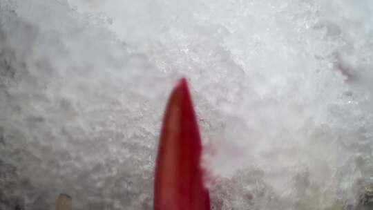 冰雪融化植物生长视频素材模板下载