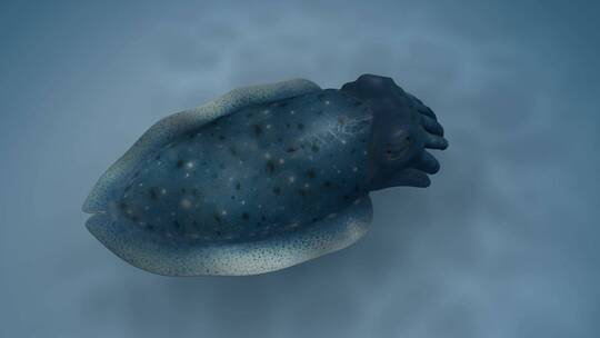 乌贼 墨斗鱼 乌贼伪装 海底世界 3D动画