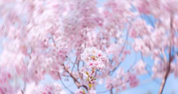 春季春天 唯美樱花实拍合集