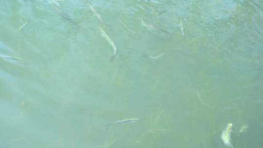 夏天被喂食中的游来游去的鱼群