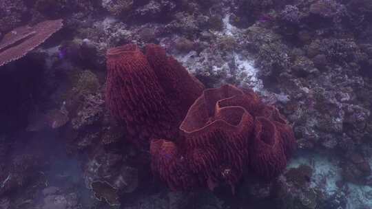 海洋，水下，海洋生物，巨型桶海绵