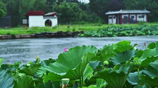 夏季下雨天雨水荷花荷叶雨滴水滴特写