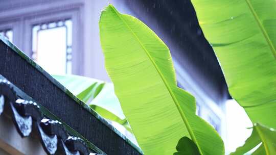 传统中式园林雨打芭蕉叶