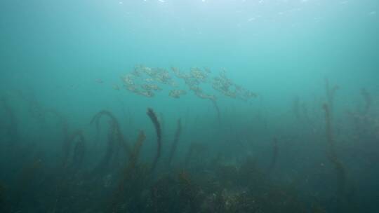 海底海草鱼类海洋生物