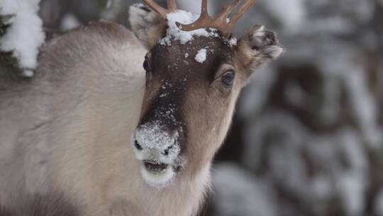 冬季森林中觅食吃草的驯鹿麋鹿