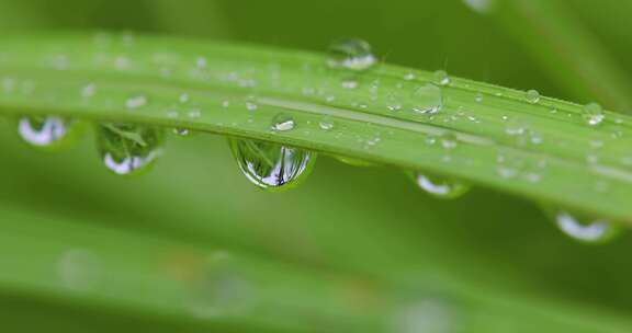 叶子上的露珠水珠雨珠特写