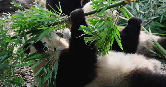 躺在地上吃竹叶的大熊猫