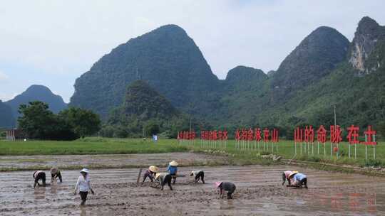 农民在水田中弯腰插秧的劳作场景