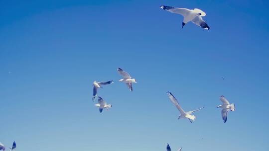 鸟儿成群海鸥飞翔升格实拍空境素材