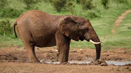 一只非洲象站在水坑边缘视频素材模板下载