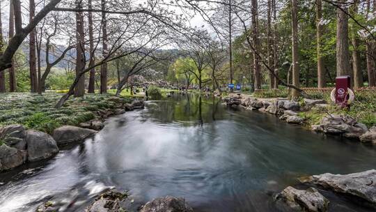 杭州西湖 太子湾 春天 樱花季 延时