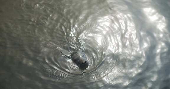 海狮在水中游泳和淹没