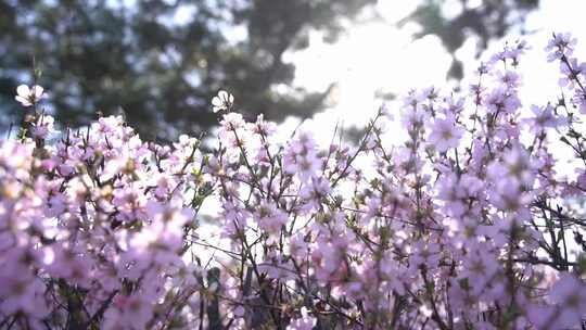 景观树桃花公园观赏树桃花