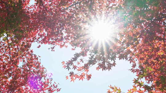 秋天阳光下红色的枫叶视频素材模板下载