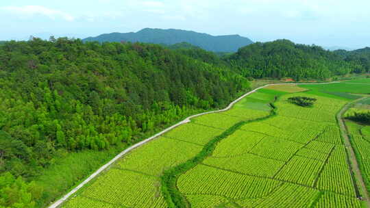 群山 田野 航拍