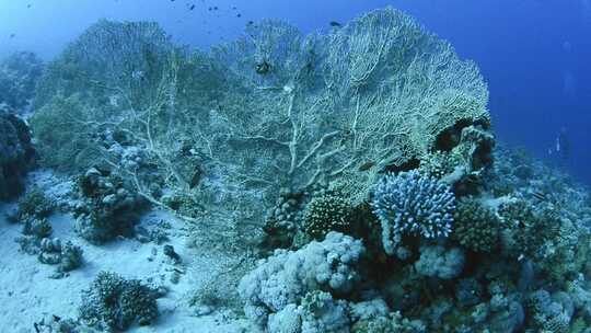 海洋中的戈贡海珊瑚扇