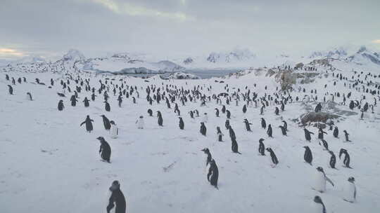 企鹅、海豹上空的空中飞行。南极洲