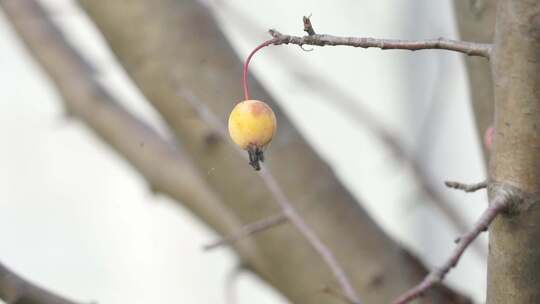 草地 户外 公园 阳光 背光 自然 树