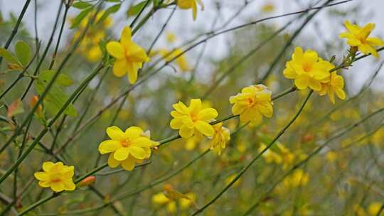 早春迎春花清明花小黄花花簇花瓣花蕊花朵