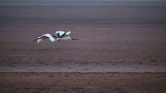 8K湿地野生鸟类鸟浪鸟群空镜合集